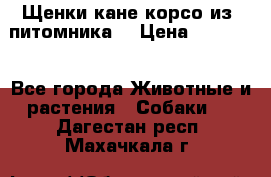 Щенки кане корсо из  питомника! › Цена ­ 65 000 - Все города Животные и растения » Собаки   . Дагестан респ.,Махачкала г.